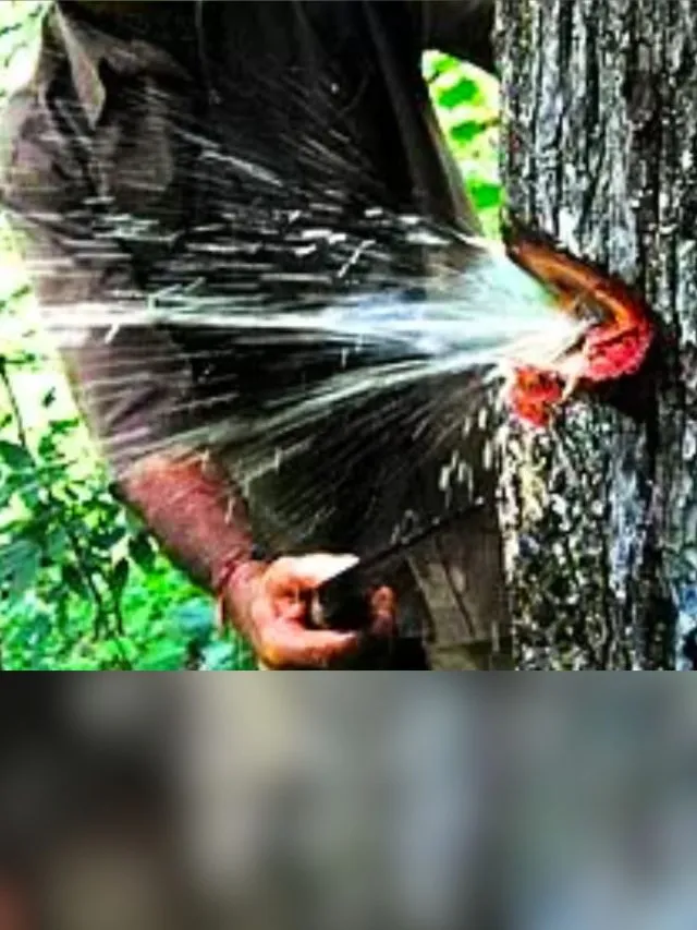 ઓક્સિજન સાથે પાણી આપતું Indian Laurel Tree